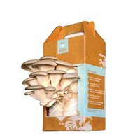 Custom print design mushroom grow box mushroom corrugated carton boxes cardboard mushroom box