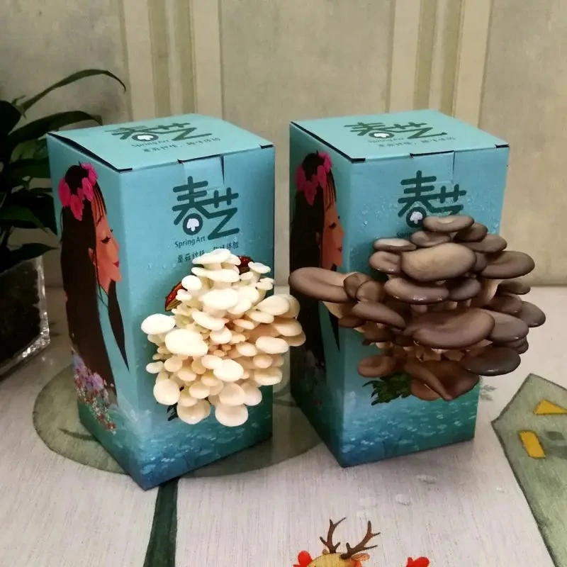 Custom print design mushroom grow box mushroom corrugated carton boxes cardboard mushroom box